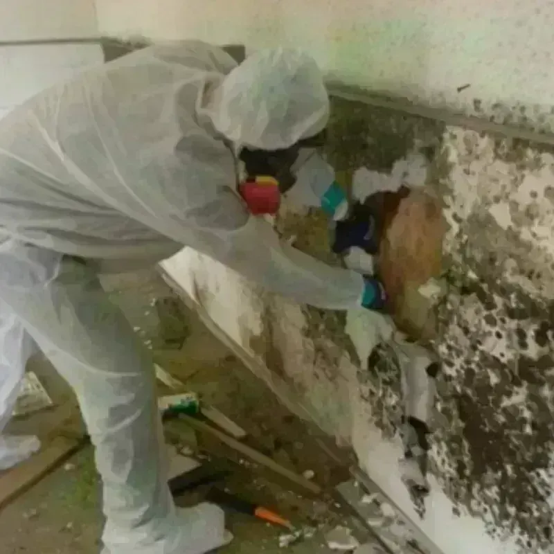 Mold Remediation and Removal in Taylorsville, NC